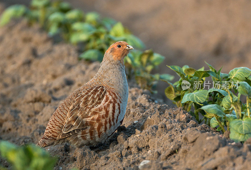 灰鹧鸪(Perdix perd)